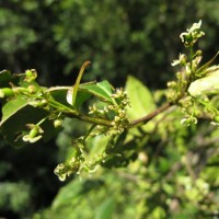 Celtis philippensis Blanco